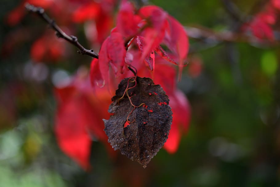 leaves, red, autumn, plants, growth, focus on foreground, close-up HD wallpaper
