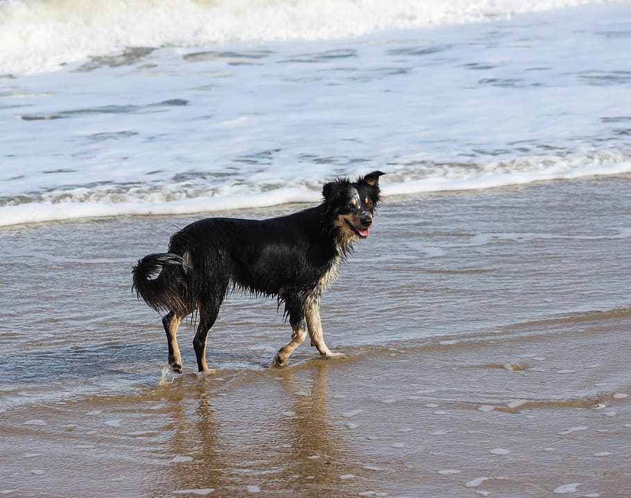 HD wallpaper: border collie, sea, beach, water, wet dog, animal, summer,  walk | Wallpaper Flare