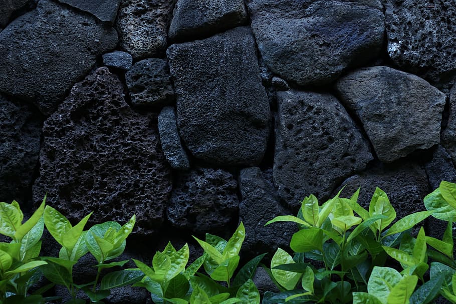 stone, wall, leaf, background, fakira, growth, plant, plant part HD wallpaper