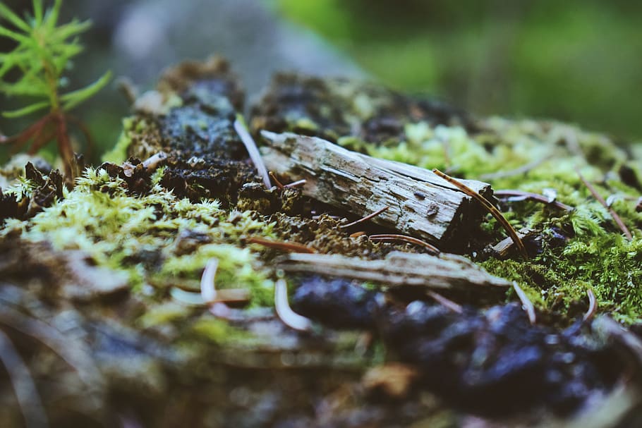 forest, macro, moss, mossy, tress, grass, tiny, autumn, fall HD wallpaper