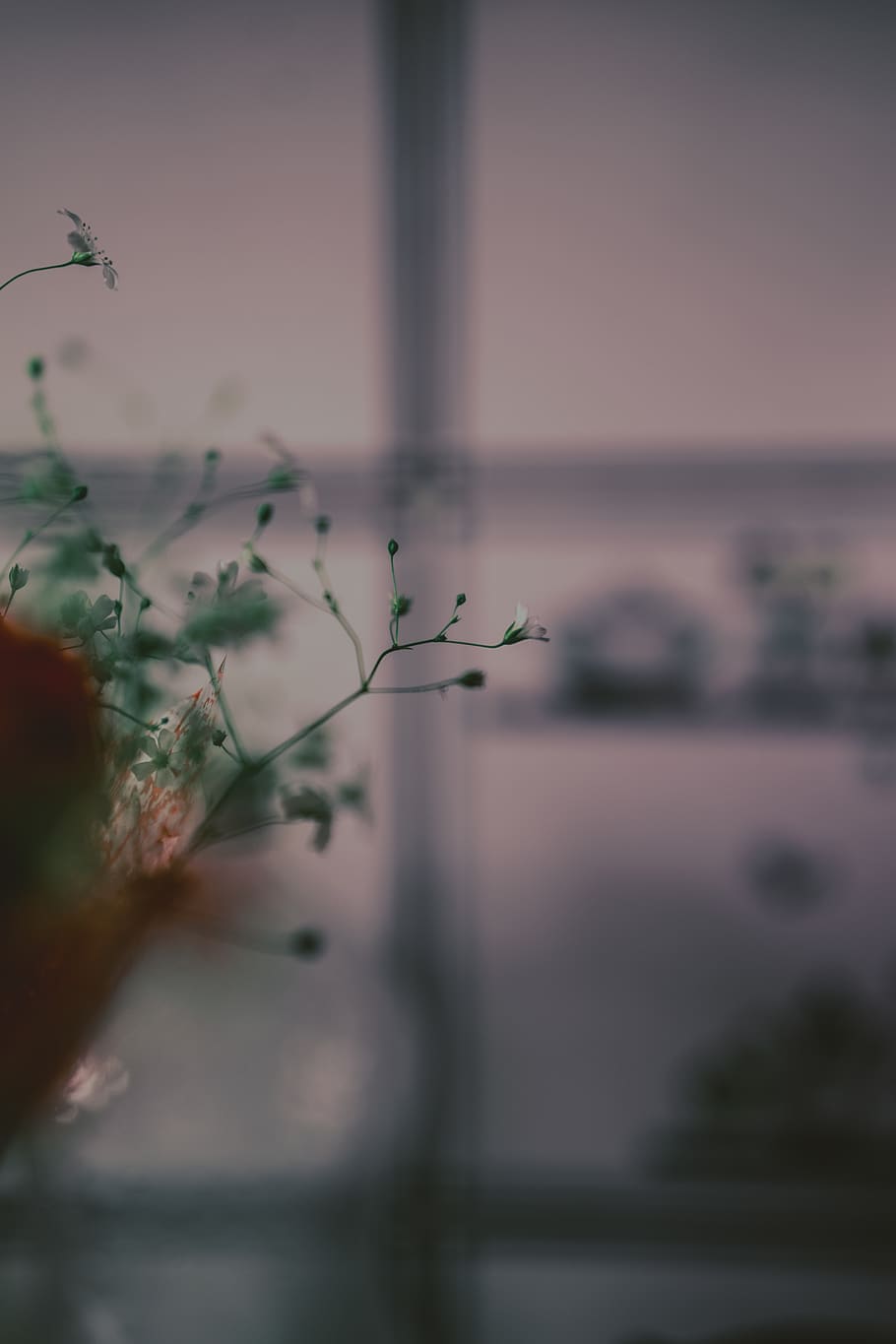 flower, bokeh, evening, cold, kitchen, home, plant, nature HD wallpaper