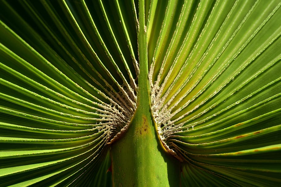 palm leaf, green, plant, palm fronds, tropical, nature, structure HD wallpaper
