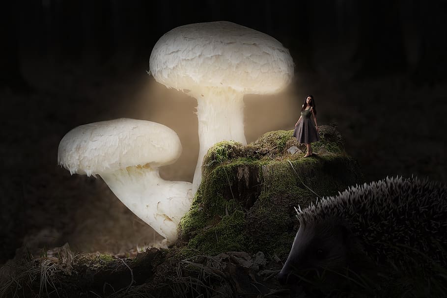 night, mushroom, nature, mushrooms, darkness, figure, well, HD wallpaper
