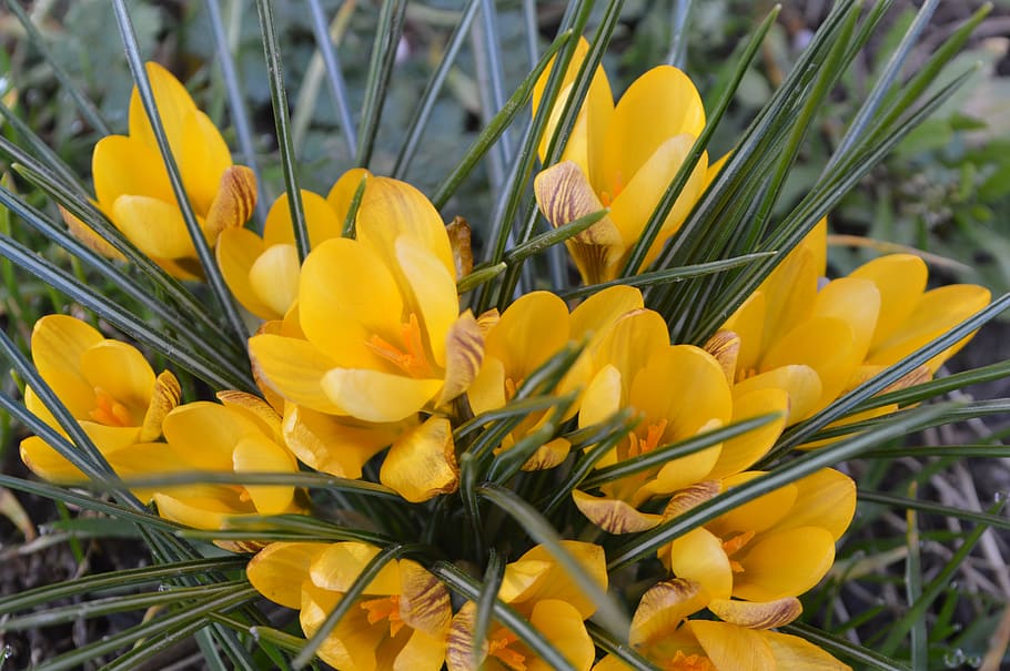 crocus, yellow, spring, flower, nature, garden, flowering plant HD wallpaper