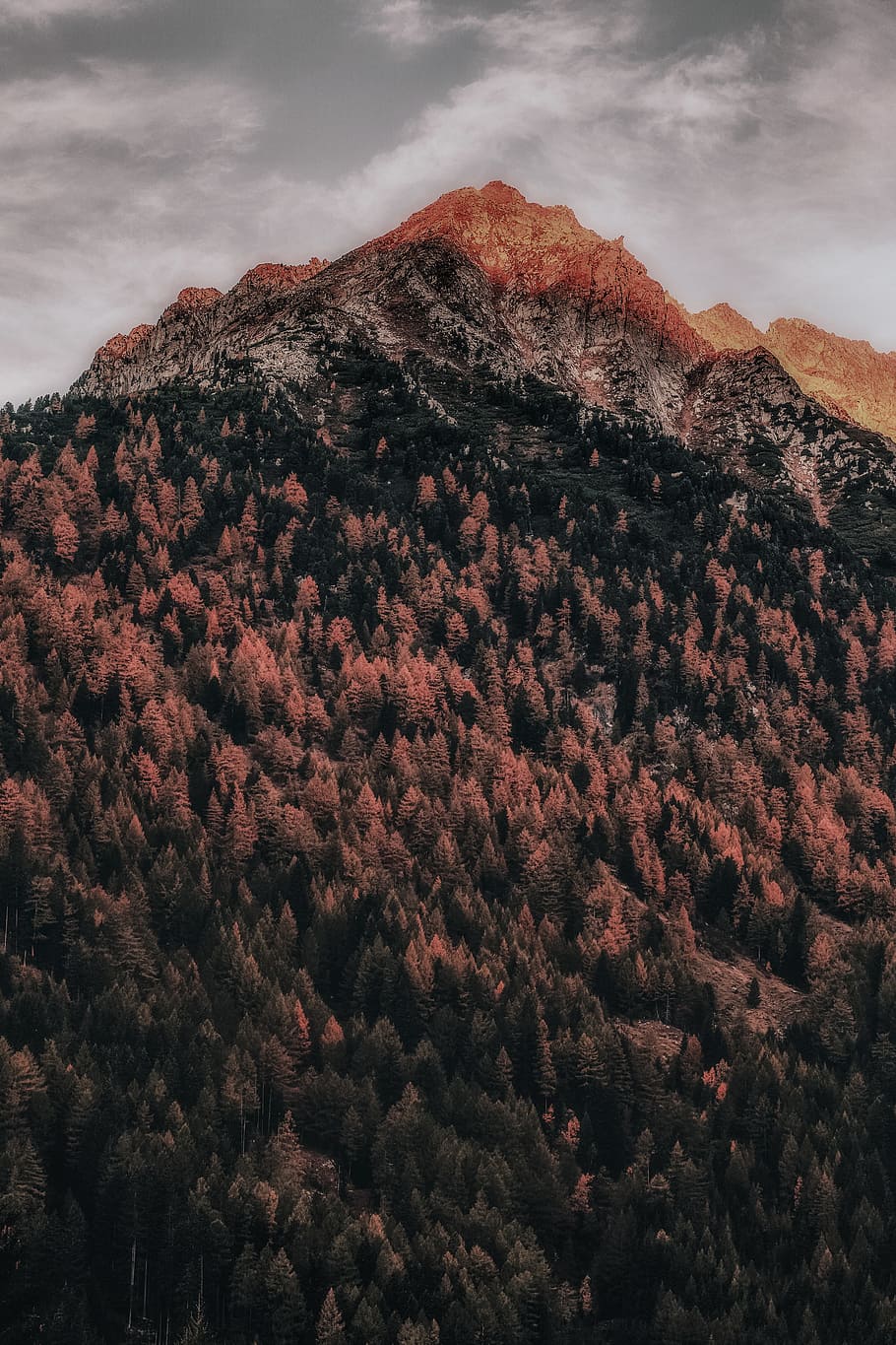 green trees covered mountain, android wallpaper, alp, nature HD wallpaper