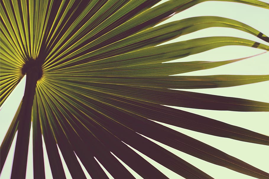 green leaf plant, palm tree, pattern, tropical climate, palm leaf HD wallpaper