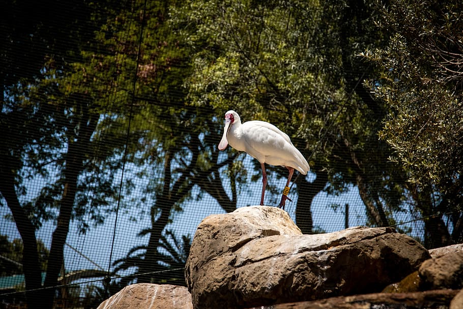 White Spoonbill Bird Standing on Rock, avian, aviary, beautiful HD wallpaper
