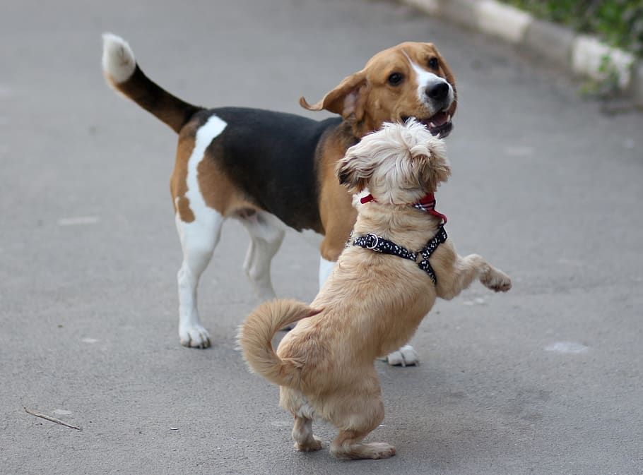 beagle, poodle, dog, cheerful, playful, brown, animals, domestic HD wallpaper