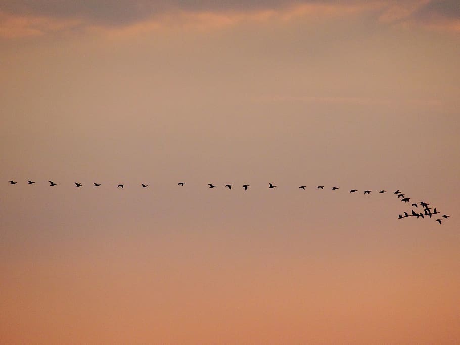 birds, nature, sunset, sky, flying, animal themes, animal wildlife HD wallpaper