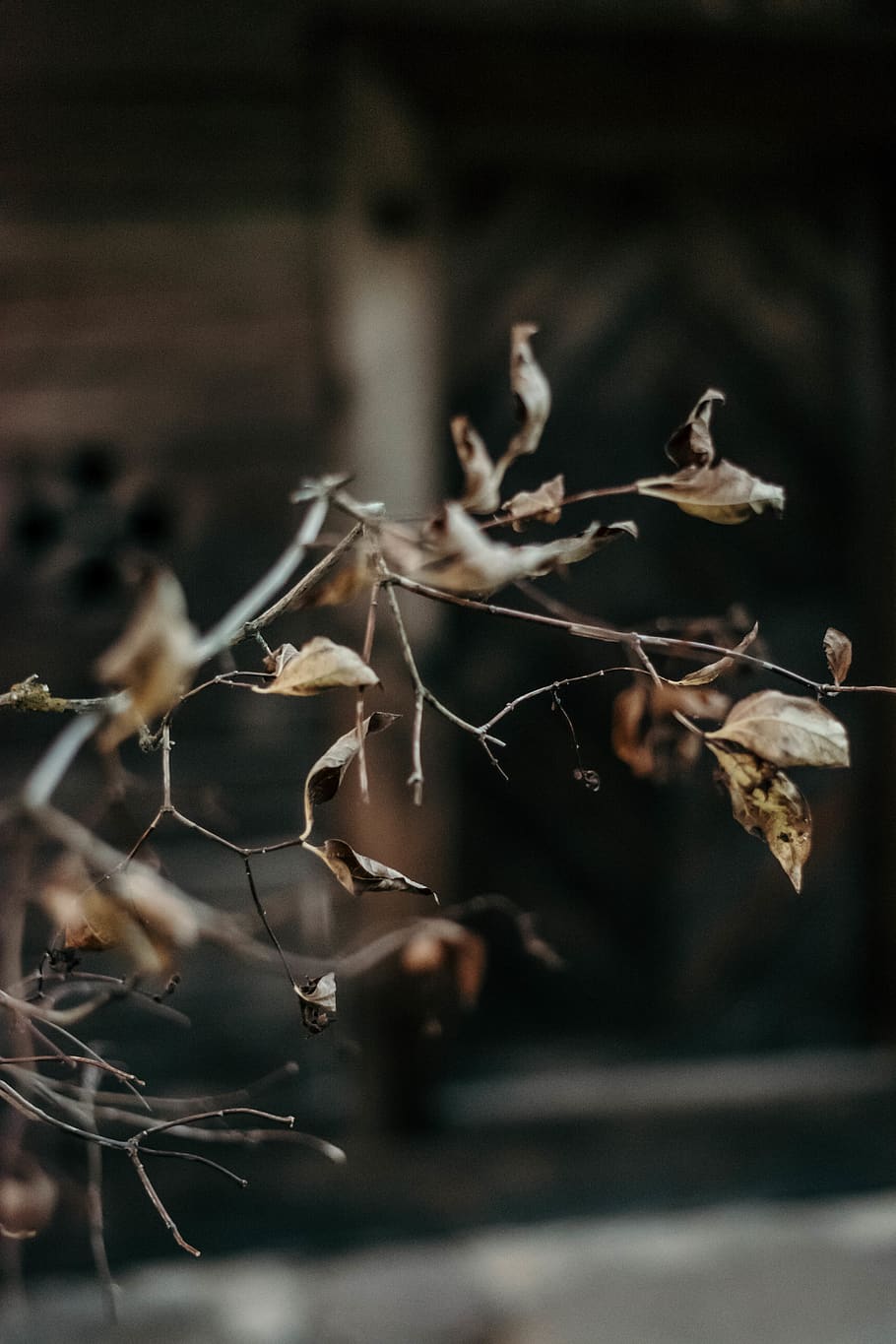 plant, selective focus, close-up, no people, dry, nature, day HD wallpaper