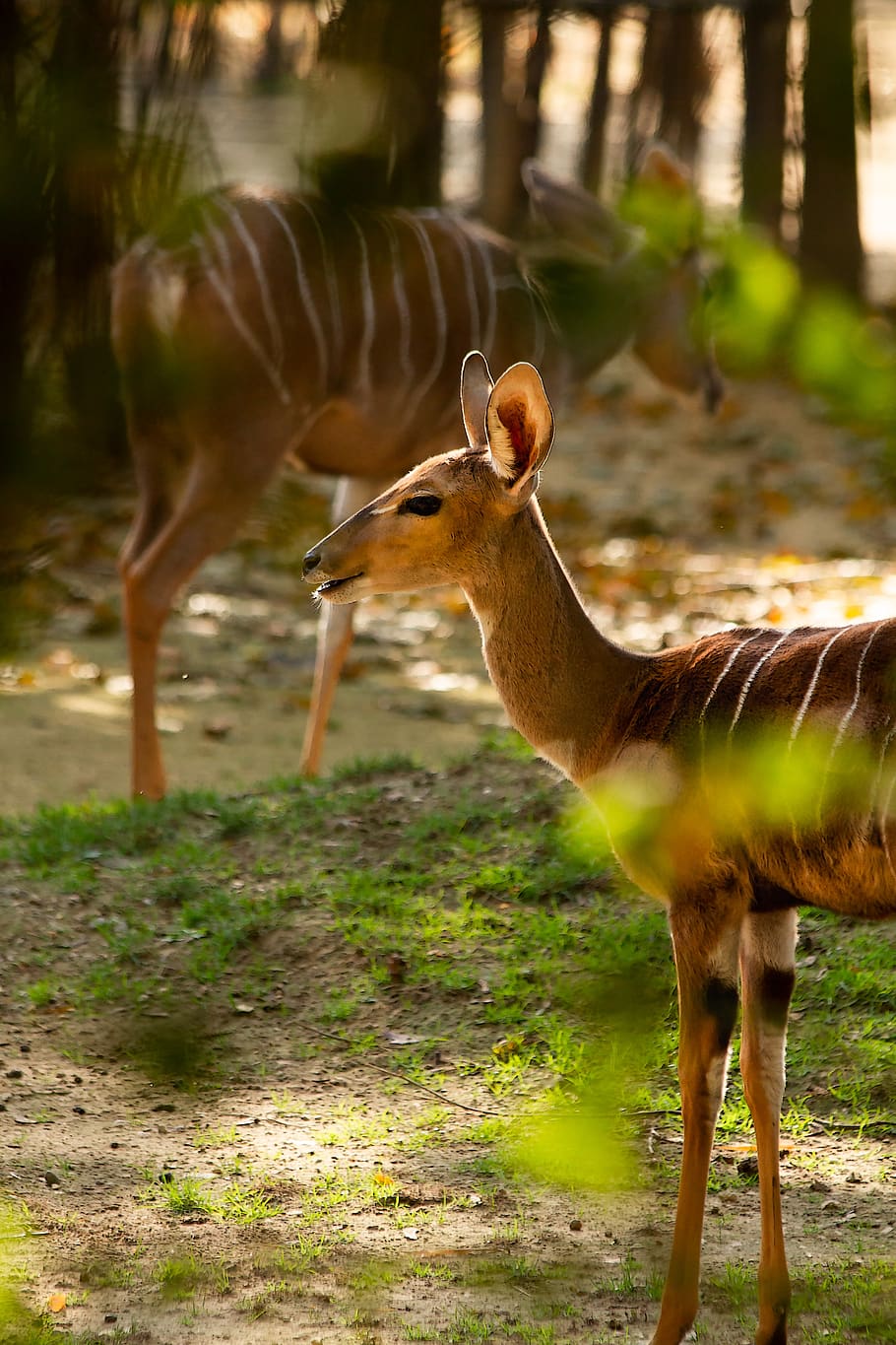 deer, animal, forest, wild, nature, mammal, red deer, roe deer HD wallpaper