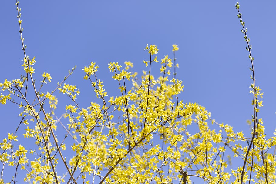 yellow petaled tree during daytime, plant, flower, blossom, beijing HD wallpaper