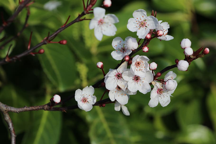 apple, flower, spring, branch, bud, clsoe-up, twig, plant, flowering plant, HD wallpaper