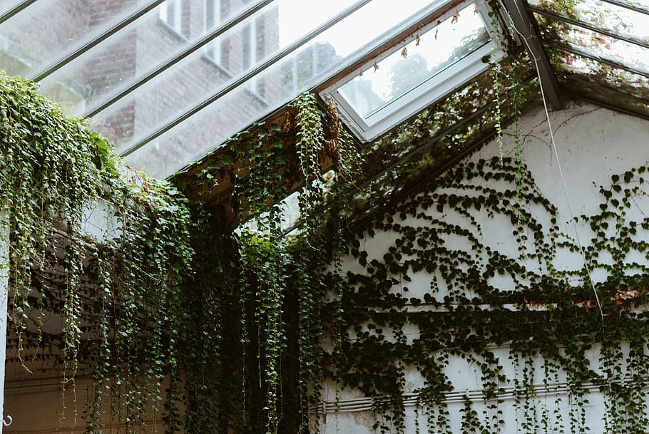 germany, aachen, plant, architecture, built structure, no people HD wallpaper