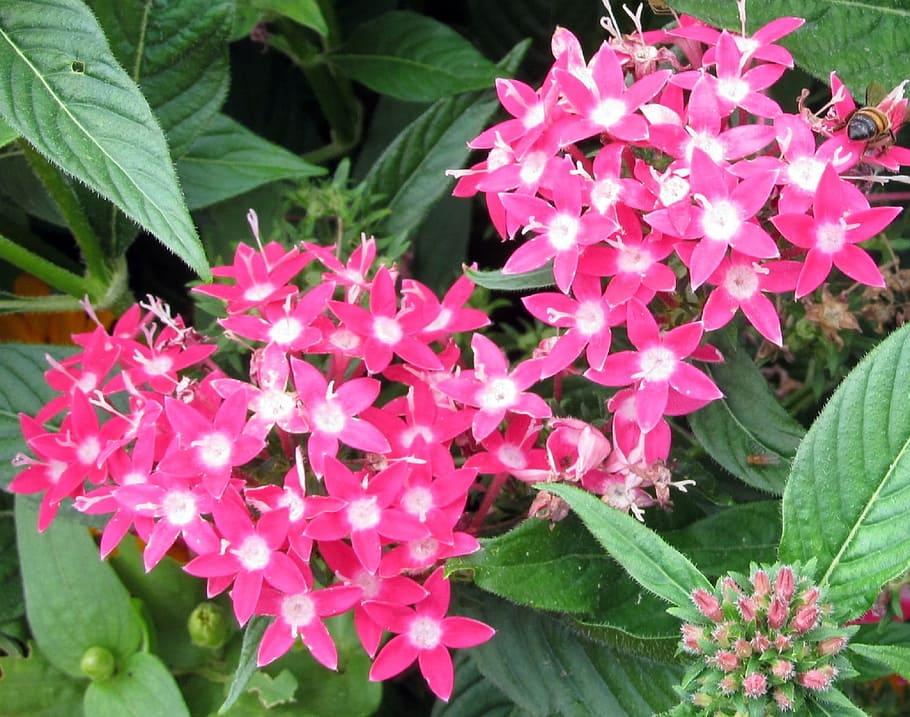 pink, pentas, flower, fresh, fragrance, garden, blooming, flowering plant HD wallpaper