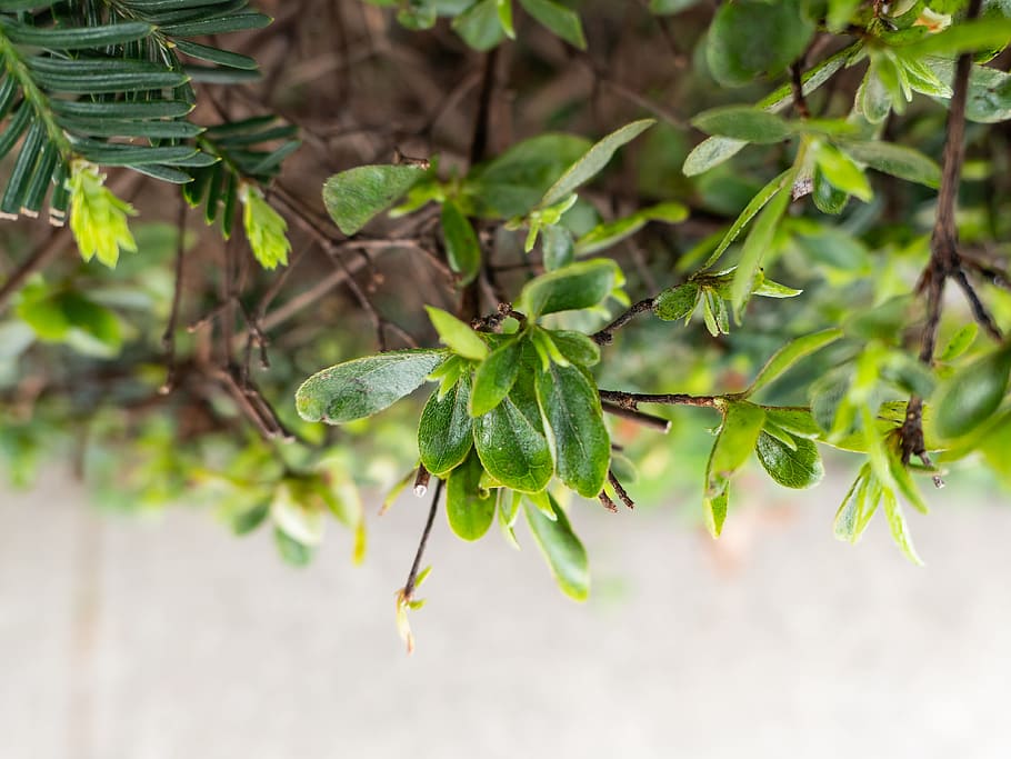 Leaves on Bush, Macro, Nature, Spring, blur, brown, concrete HD wallpaper