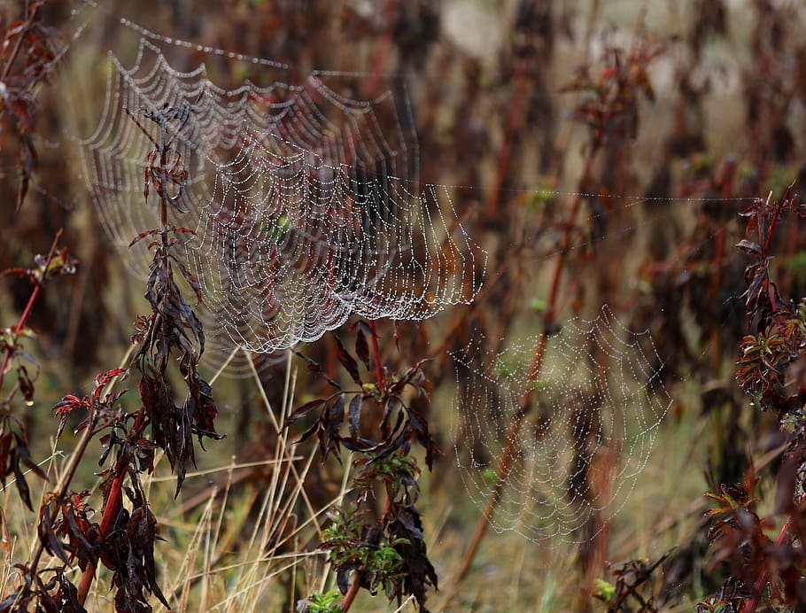 spider web, drops, water, dew, nature, dewdrop, in the morning HD wallpaper