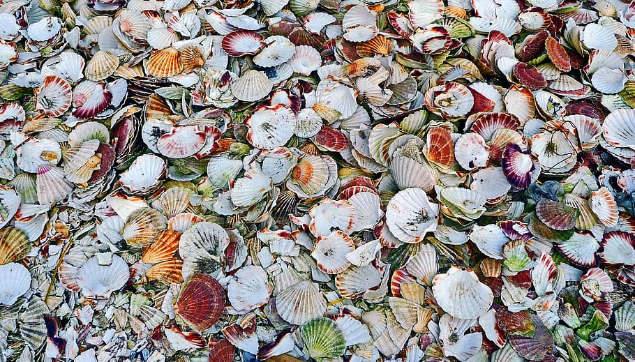 invertebrate, clam, sea life, animal, seashell, rug, oyster, HD wallpaper
