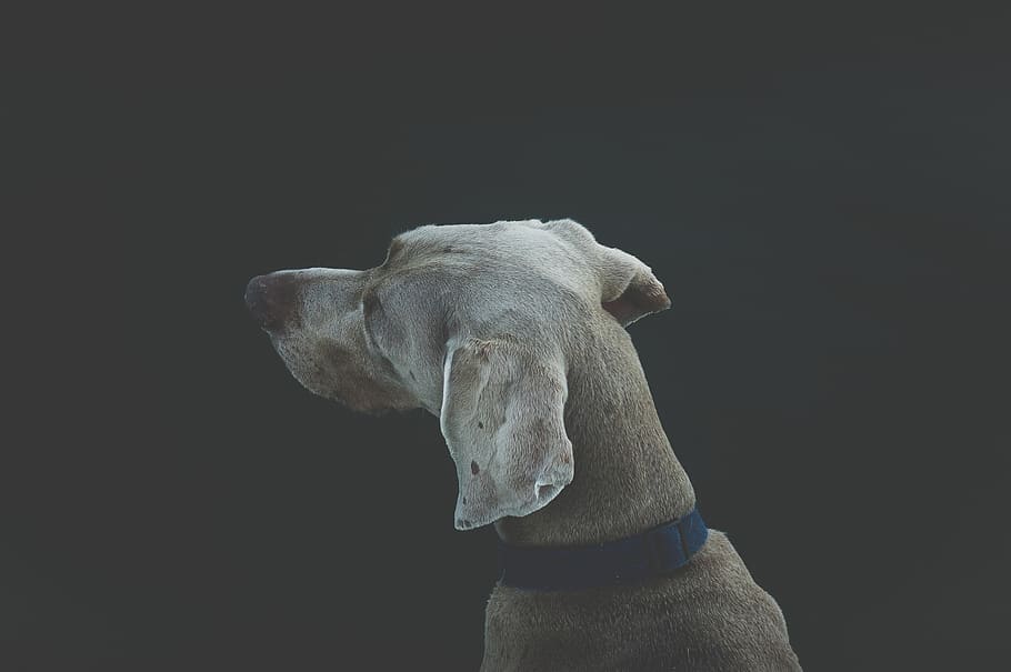 dog, pet, animal, mammal, studio shot, black background, one animal HD wallpaper