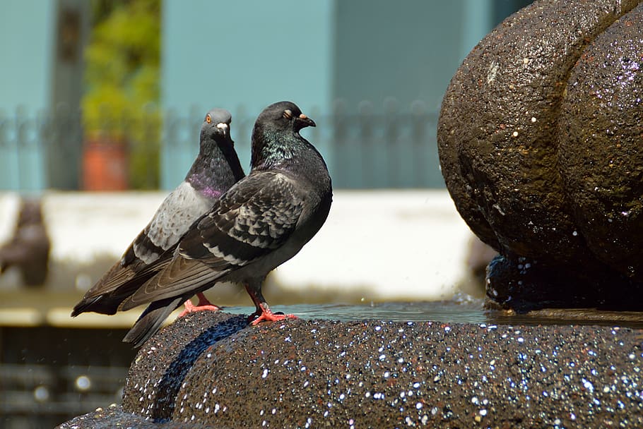 paloma, ave, animals, pen, nature, wings, peak, feathers, dom HD wallpaper