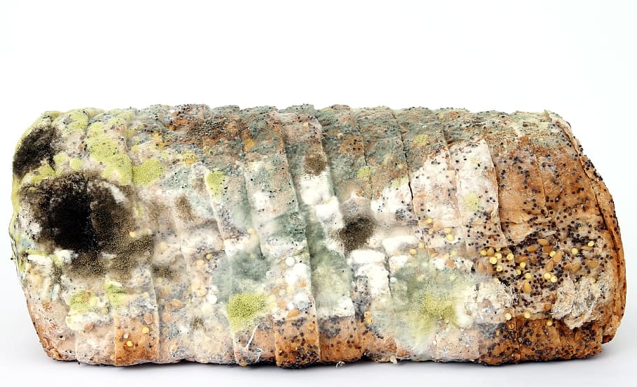 fungus, bread, bake, baked, bad, rot, smell, white background HD wallpaper