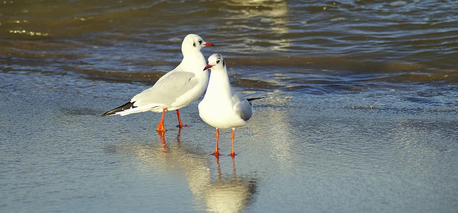seagulls, beach, coast, landscape, water, birds, vacations HD wallpaper