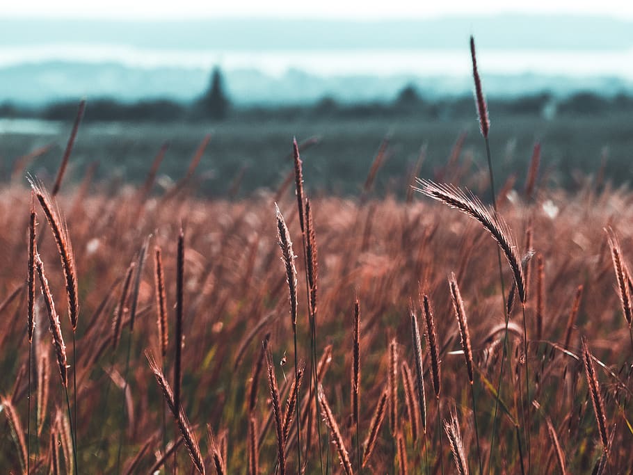 brown wheat grass, plant, flora, croatia, istria county, outdoors