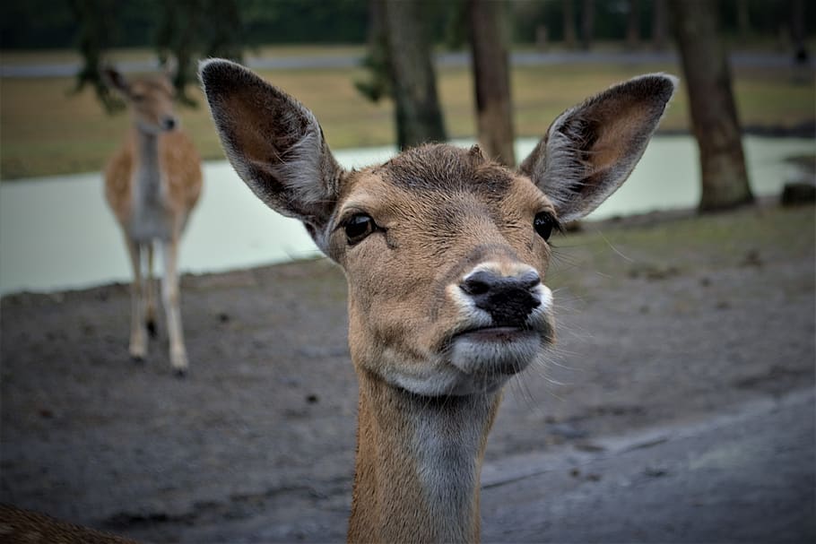 roe deer, curious, head, fallow deer, close up, mammal, red deer HD wallpaper
