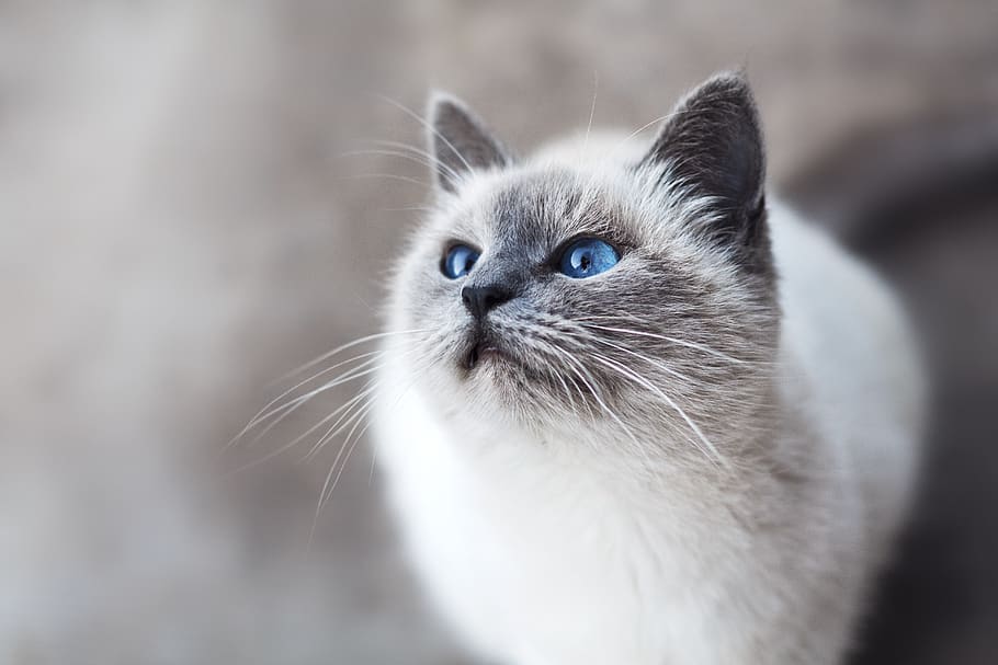 white and gray cat, animal, domestic, pets, mammal, one animal HD wallpaper