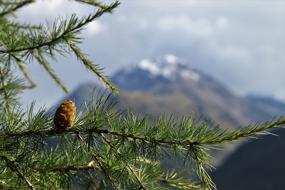 larch, coniferous, view, tops, the prospect of, mountains, figure HD wallpaper