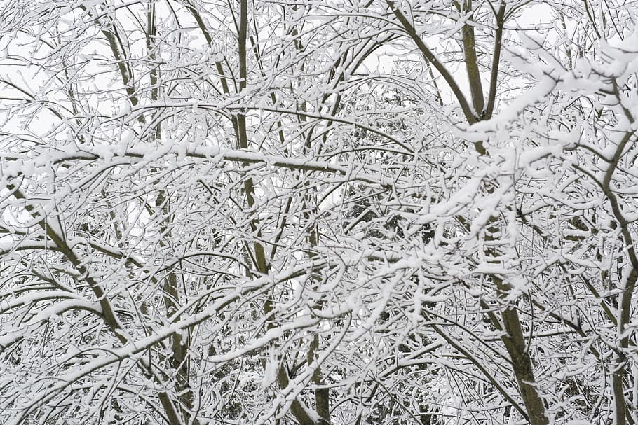 trees, snow, winter, cold, nature, wintry, white, outdoors HD wallpaper