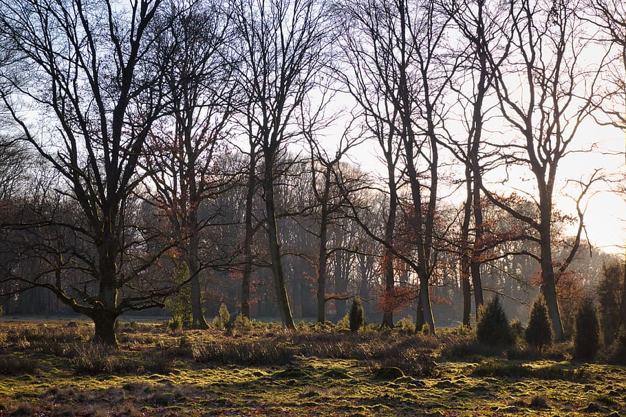 plant, tree, tree trunk, forest, lüneburger heide, vegetation HD wallpaper