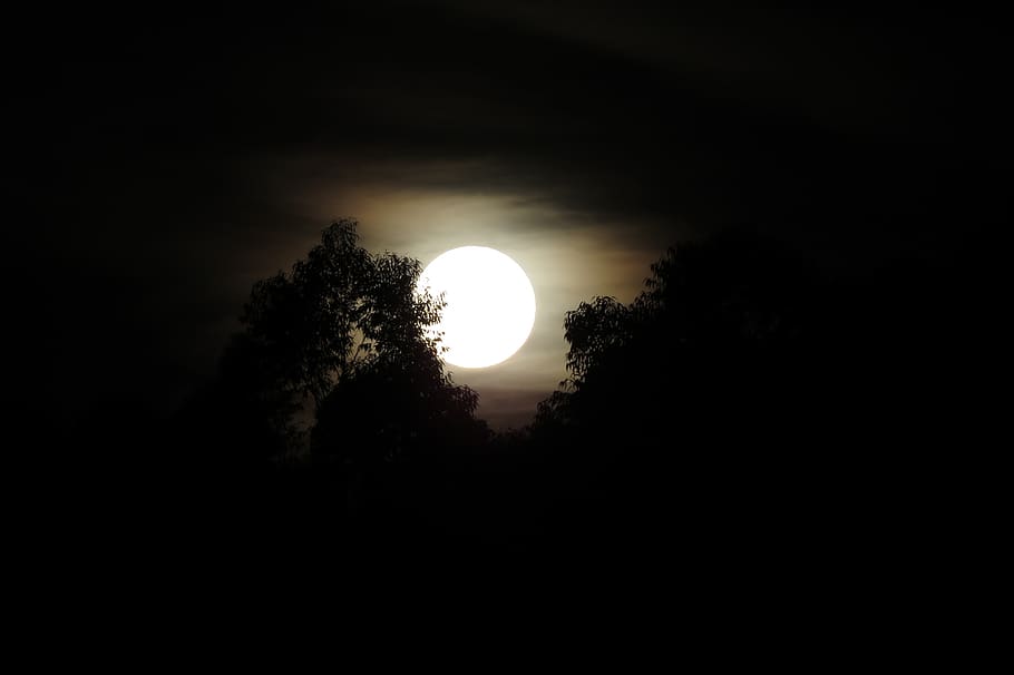 moon, nature, trees, leaf, peace, forest, sky, silhouette, beauty in nature HD wallpaper