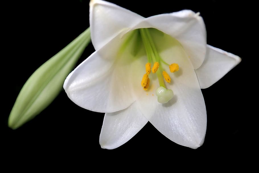 flower, white, lily, perfume, summer, garden, nature, flowering plant HD wallpaper