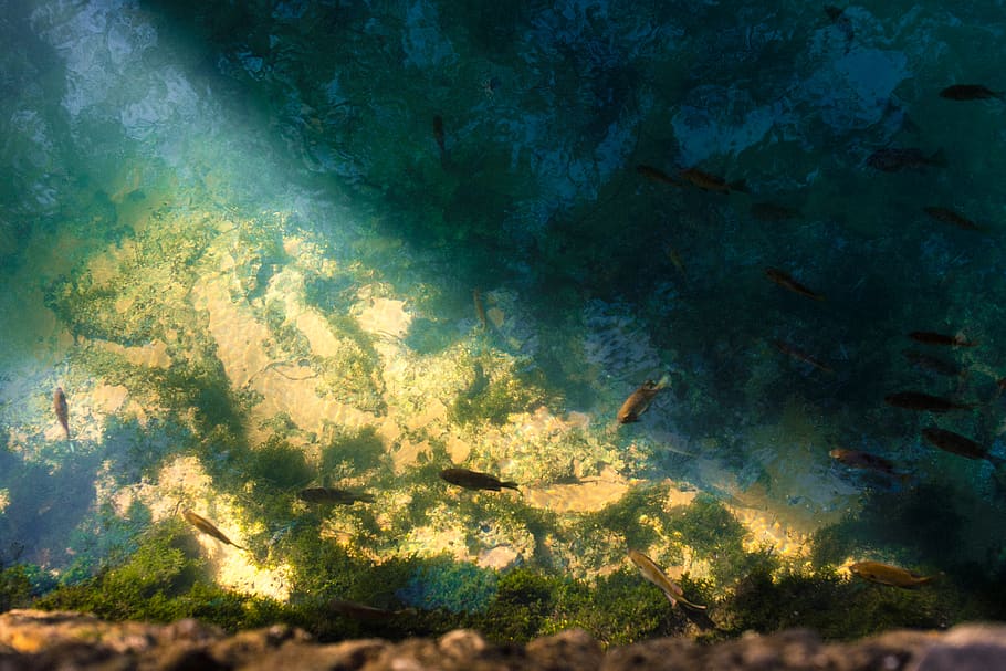 shoal of brown guppies underwater, fish, sea, vertebrate, animals in the wild, HD wallpaper