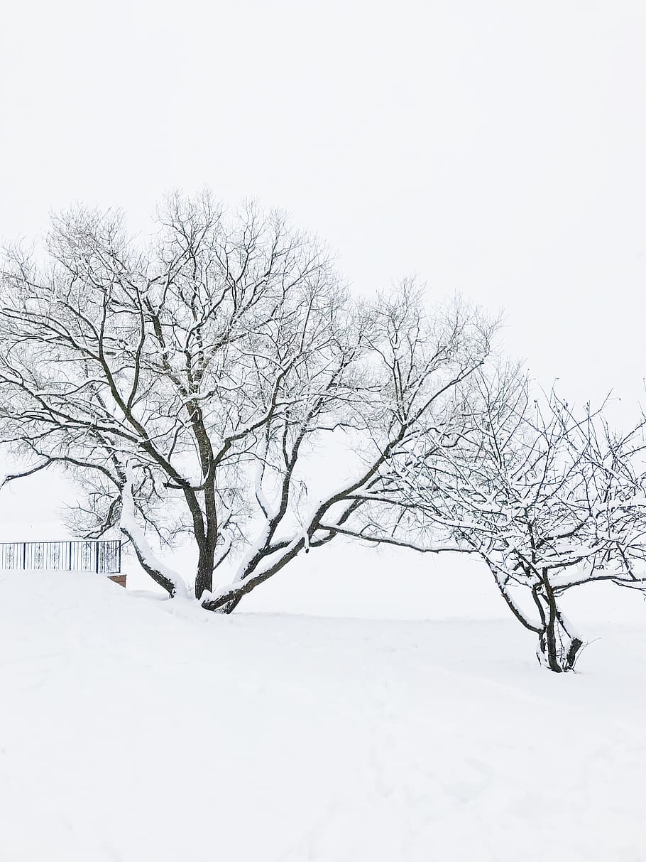 russia, moscow, white, trees, tranquility, landscape, nature HD wallpaper