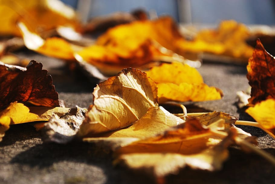 yellow, leaves, leaf, plant part, autumn, change, dry, nature HD wallpaper