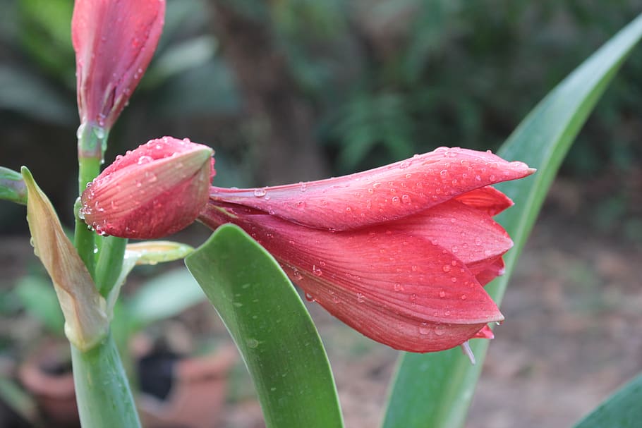 Pink Petal Flower , amaryllis, bloom, blossom, dew, flora, hippeastrum HD wallpaper