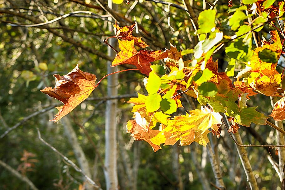 autumn, leaves, tree, fall, nature, plant, leaf, animal, animal themes HD wallpaper