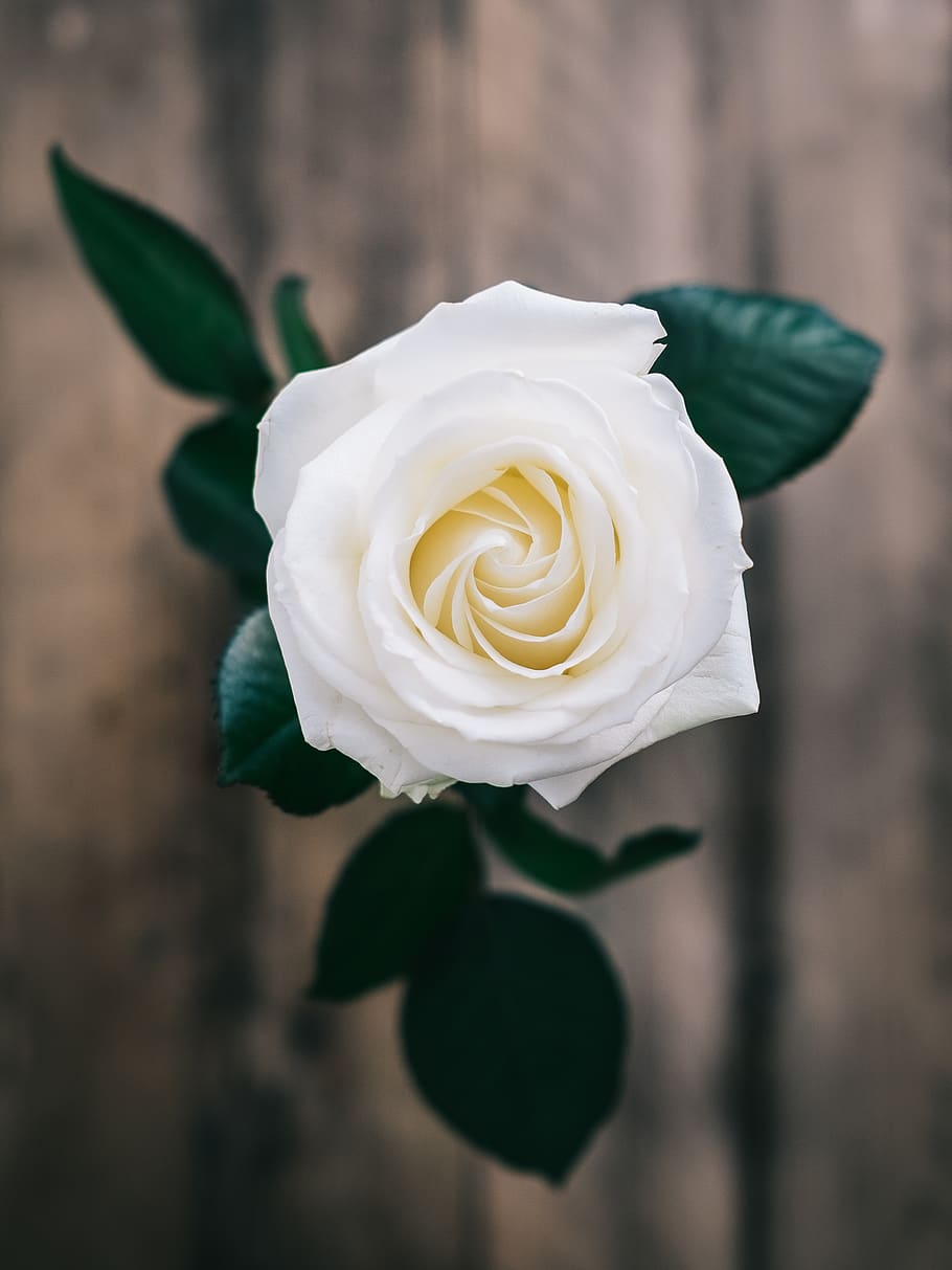 white rose enclosed photograph, flowering plant, beauty in nature
