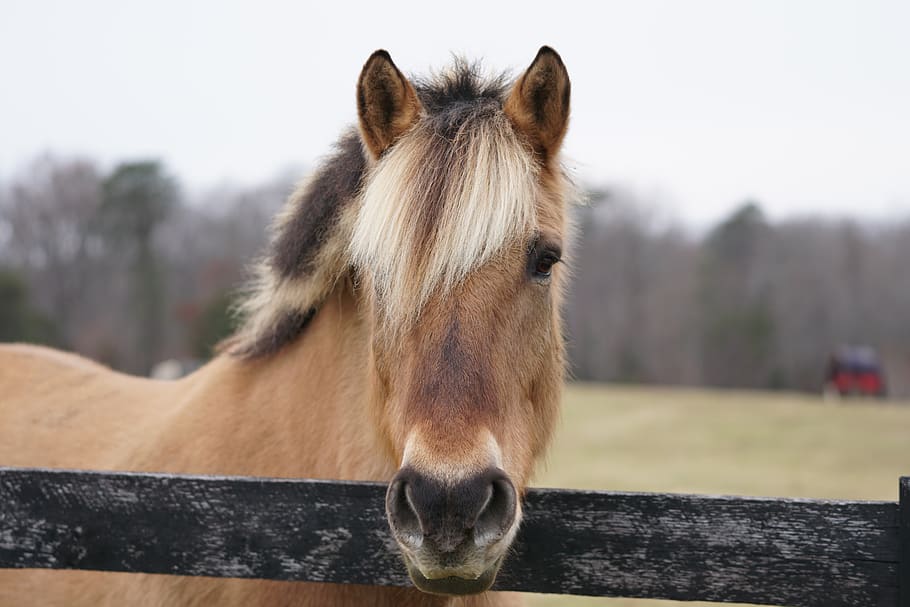 brown horse, animal, mammal, domestic, animal themes, domestic animals HD wallpaper