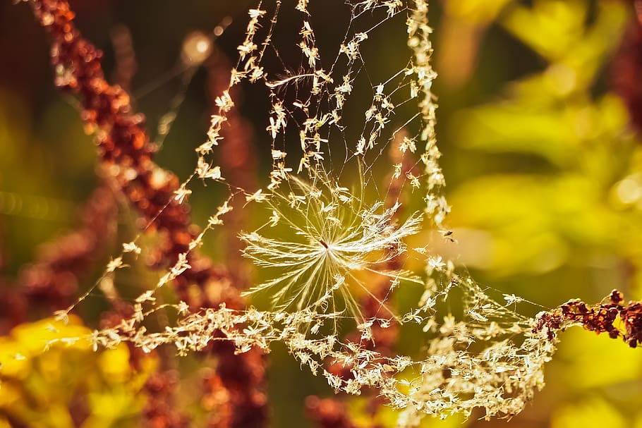 nature, cobweb, spider, close up, macro, cobwebs, yellow, case HD wallpaper