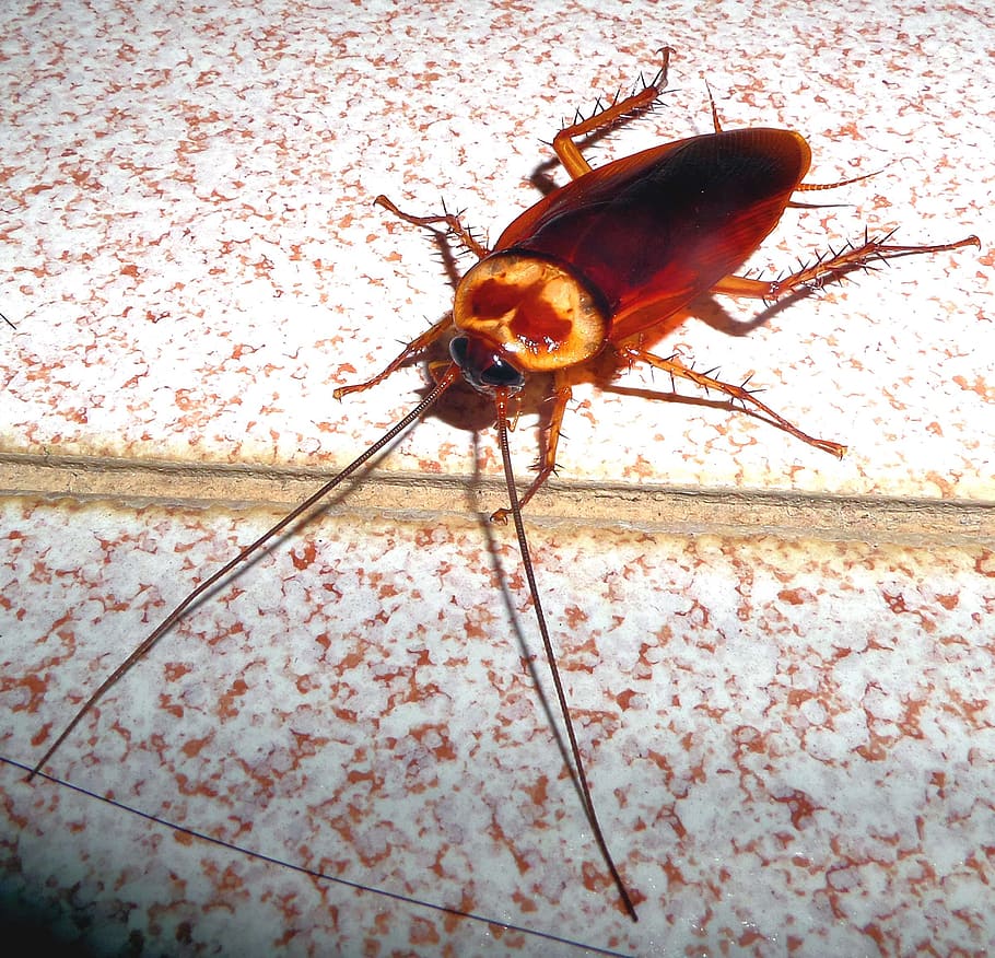 Cockroach Photos Download The BEST Free Cockroach Stock Photos  HD Images