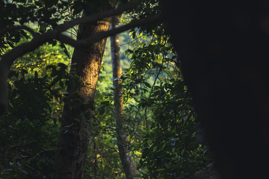 Selective Focus Photography of Tree Leaves, backlit, branches HD wallpaper