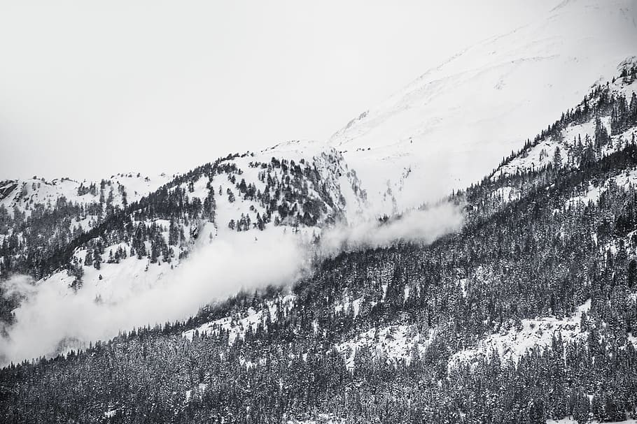 snow, mountain, tree, ice, white, plants, frozen, cold temperature HD wallpaper