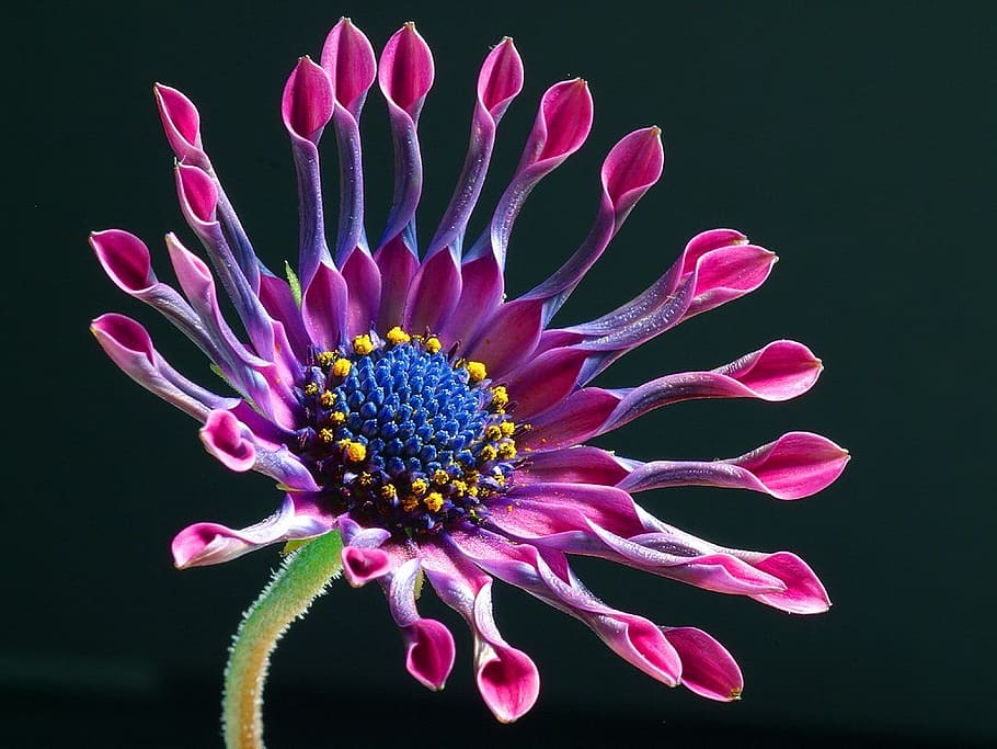 Purple and Pink Petaled Flower, bloom, blossom, flora, HD wallpaper HD wallpaper