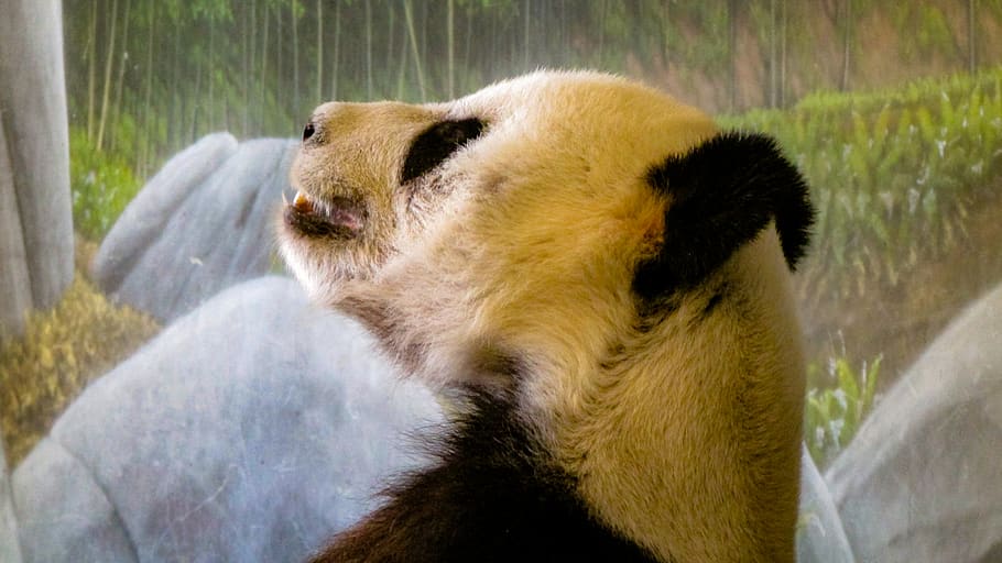 Panda, bear, animal, wildlife, mammal, memphis zoo, giant panda HD wallpaper
