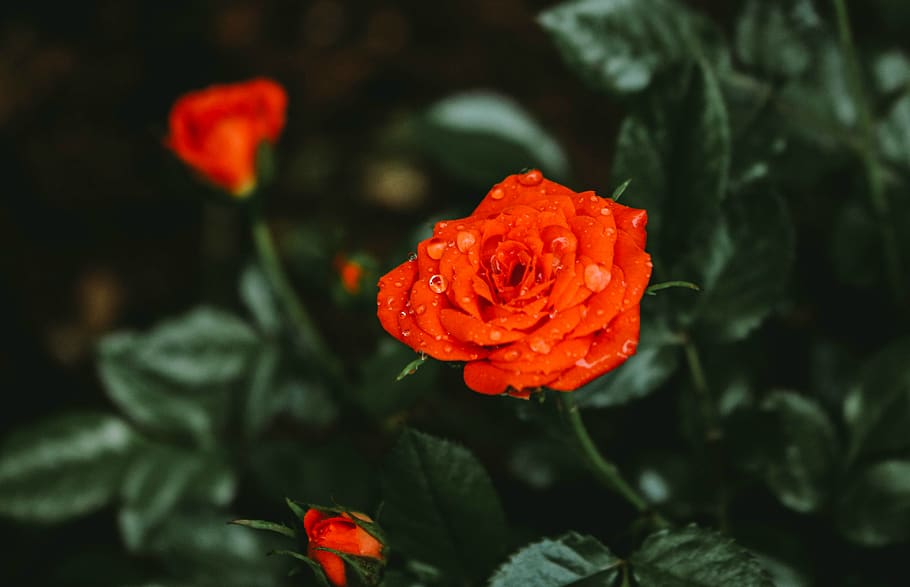 Photo of Orange Petaled Flower With Dew Drops, beautiful, blooming HD wallpaper