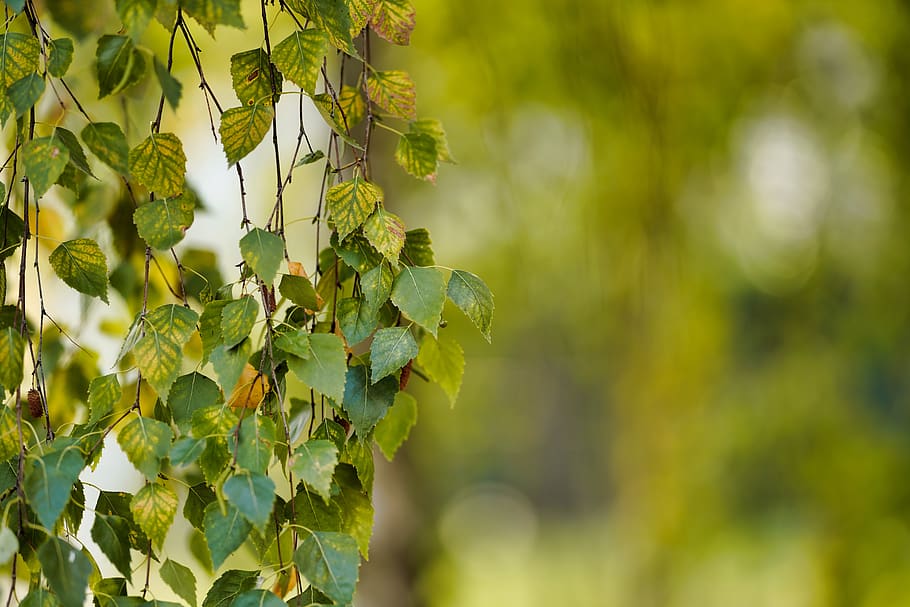 autumn, deciduous, plant, leaf, nature, outdoors, wood, tree HD wallpaper