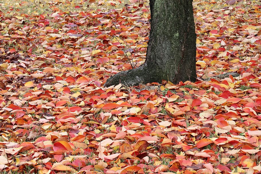 autumn leaves, maple, the leaves, nature, leaf, colorful, season, HD wallpaper